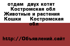 отдам  двух котят  - Костромская обл. Животные и растения » Кошки   . Костромская обл.